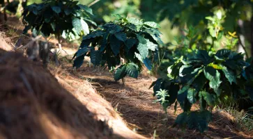 Faire le choix du café de spécialité pour soutenir une caféiculture plus durable et plus humaine 