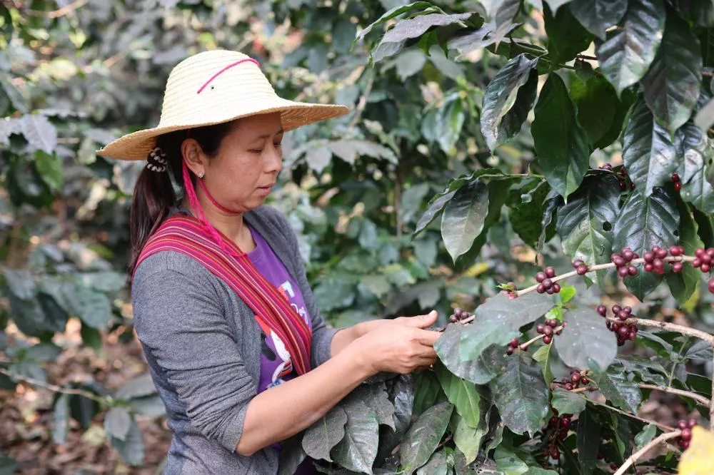 Le réveil du dragon : comment l'Asie peut transformer et inspirer le monde du café de spécialité
