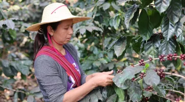 Le réveil du dragon : comment l'Asie peut transformer et inspirer le monde du café de spécialité