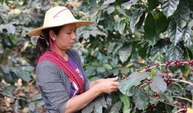 Le réveil du dragon : comment l'Asie peut transformer et inspirer le monde du café de spécialité