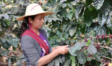 Le réveil du dragon : comment l'Asie peut transformer et inspirer le monde du café de spécialité
